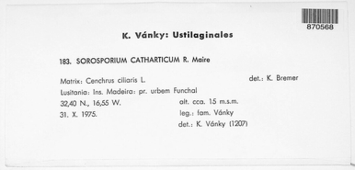 Sorosporium catharticum image